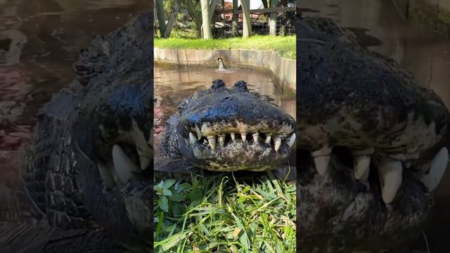 Jaws the Alligator’s Teeth! #gatorland #alligator #crocodile