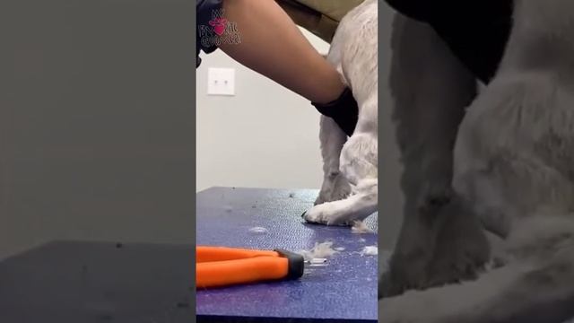 Dog Nail trim