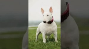 Бультерьер против русского терьера.Первый бой турнира🐶. Кто победит?