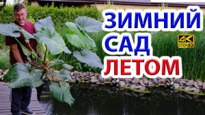 Зимний сад летом