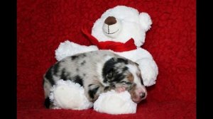 Щенок бордер-колли (окрас блю-мерль триколор, возраст 8 дней, фото)