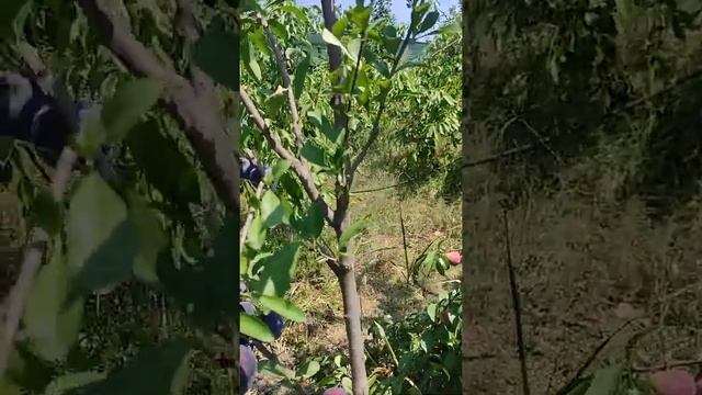 слива 'Оцарк премьер'. смотреть онлайн