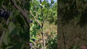 слива 'Оцарк премьер'.