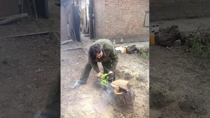 Пилим пень пилой Лесник 3816