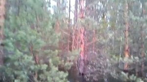 Богучанское водохранилище: рыбалка в лесу