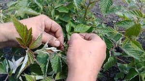 Часть 2. Как мы скрещиваем ремонтантную малину.