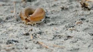 Слимак, Слизень (слизняк), Slugs