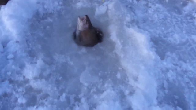 Ловля форели в Раменском рыбхозе "Гжелка" смотреть онлайн