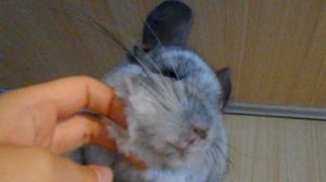 песенка про шиншилл