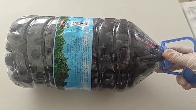Zeytin  Nasıl Kurulur ve Tatlandırılır |  Bu Yöntemle Asla Bozulmayan Ev Yapımı Zeytin