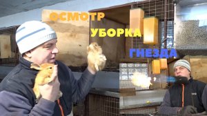 Убираем, дезинфицируем маточник у месячных крольчат