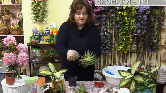 "В гостях у "Дачника". Рубрика от 04.12.2017 смотреть онлайн