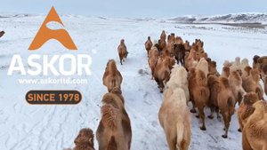 Аскор-гарантия качества с 1995 года #Аскор#Роксвит#Лимисол