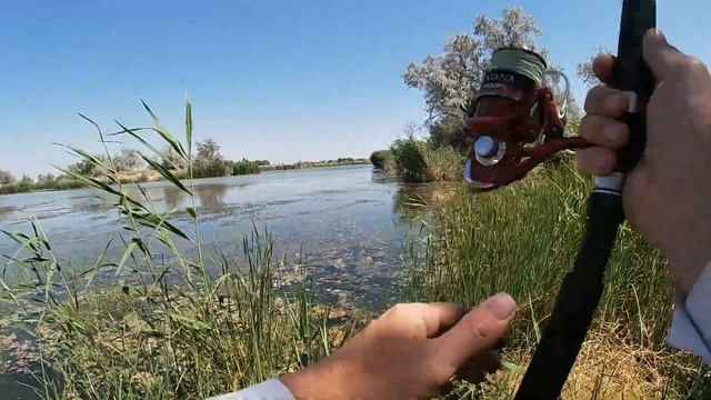 Змееголов на лягушку.Рыбалка 2019.