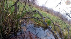 Добыча ондатры мордами (Будни охотника и рыбака)
