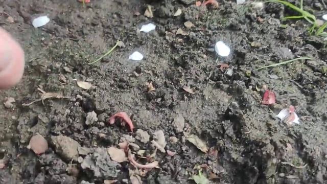 Розы ?Что я делаю с розами в конце мая.Обработка от пожелтения  и осыпания листьев. смотреть онлайн