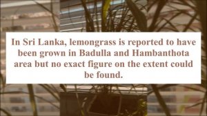 When was lemongrass discovered? PHILIPPINES - 17th Century