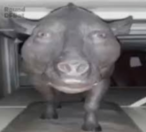 писика