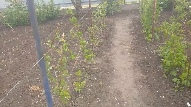 Подвязка малины подвязывателем.