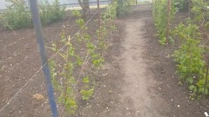 Подвязка малины подвязывателем.