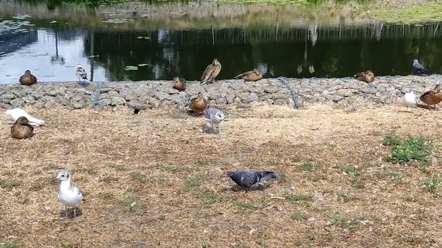 Две недели на воле. смотреть онлайн