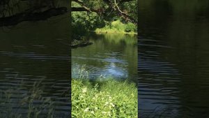 Река Вязёмка летом, август 2022 года