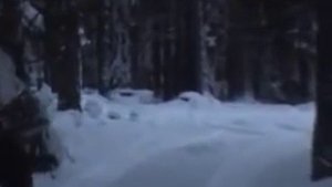 охота на кабана
