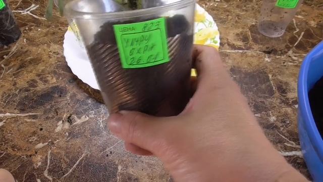 Томатные Гномы. В чем особенность перевалки Томатных Гномов Показываю подробно смотреть онлайн