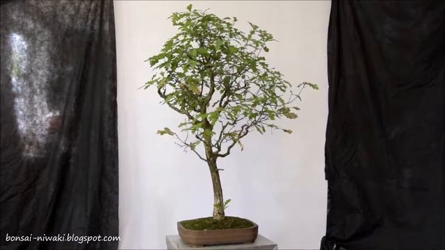 Dąb szypułkowy .1 (Quercus robur / Pedunculate Oak) смотреть онлайн