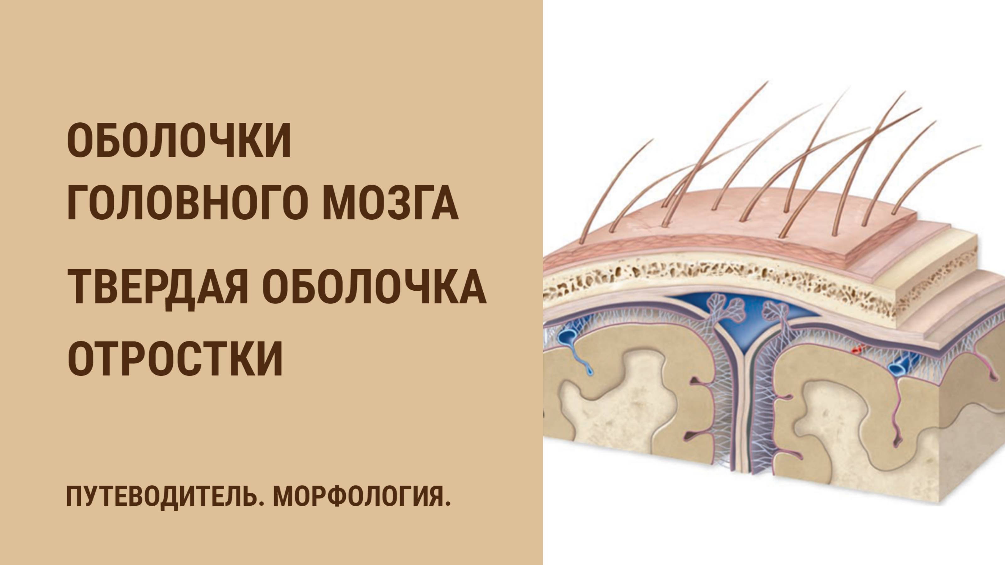 Твердая мозговая оболочка топографическая анатомия