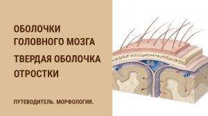 Оболочки головного мозга. Твердая оболочка. Отростки