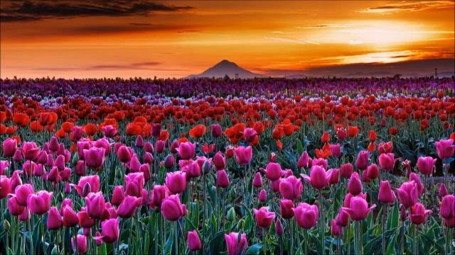 АНТИСТРЕССОВАЯ МУЗЫКА для СНА и ОТДЫХА / 10 МИНУТ РЕЛАКСА смотреть онлайн