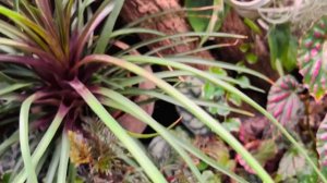 Обзор растений. 2 часть?