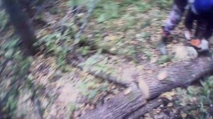 Упавшее на корню дерево на дрова. Спасаем лес от бессмысленного гнилья дерева.