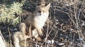 Лиса  и блохи