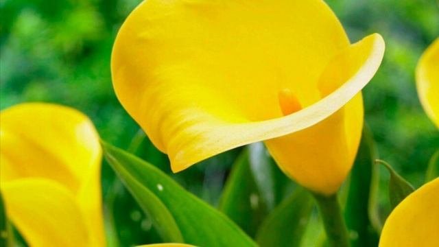 Что означают цветы, язык цветов