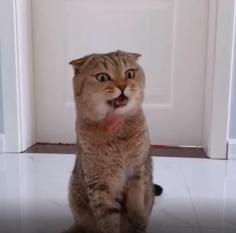 Милые котики