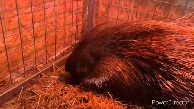 Дикобраз кидает иголки? смотреть онлайн