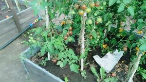 Томат черри Вишня черная