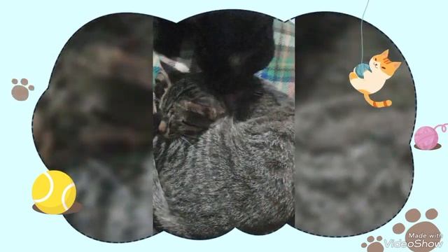 Коты пошли спать! - (самое новое видео) смотреть онлайн