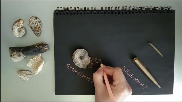 Окаменелости Рязанской области