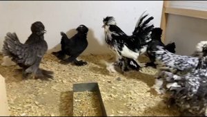 Декоративные Карликовые куры UZB