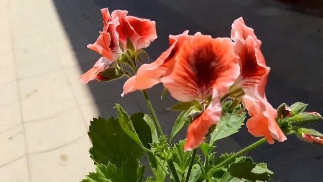 ? Купили ещё один ковёр на рынке Хасавюрт / Ещё одна пеларгония (герань) в мою коллекцию ??? смотреть онлайн