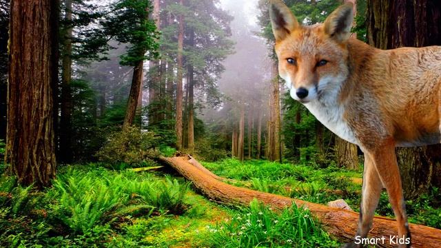 Животные для детей | Учим названия диких животных | Учим звуки и голоса животных