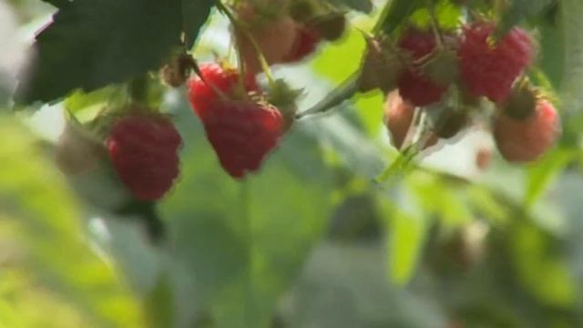 Гости на малине. смотреть онлайн