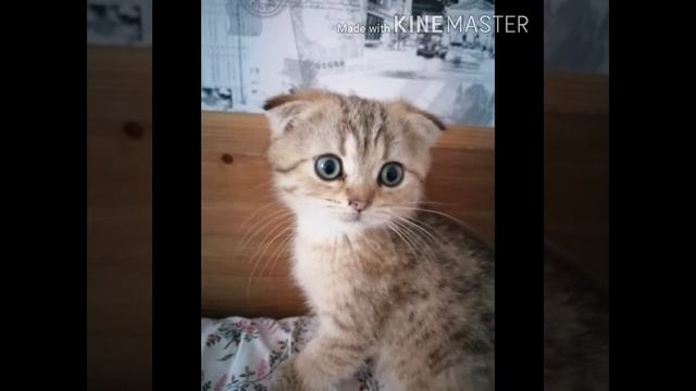 "КОТЁНКА НАЗВАЛИ ИРИСКОЙ" Рассказы по картинкам. смотреть онлайн