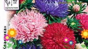 Астра китайская Миледи. Краткий обзор, описание характеристик callistephus chinensis