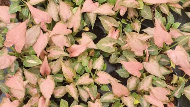 Plants in our nursery смотреть онлайн