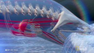 Его Боятся Даже Крокодилы — Электрический Угорь Против Всех