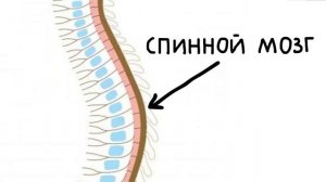 Мультфильм о донорстве костного мозга